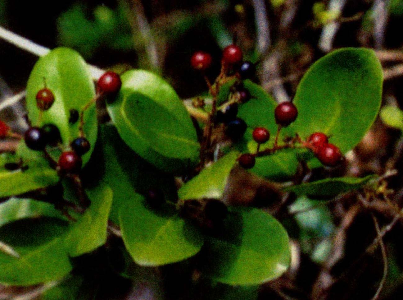 37.刺柊